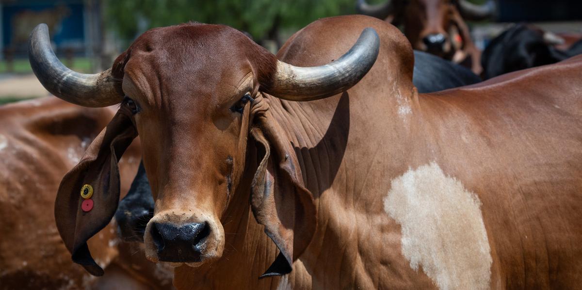 Segundo o presidente do Sindicato Rural, essa conquista representa o resultado de um trabalho árduo e colaborativo (CNA/SENAR)