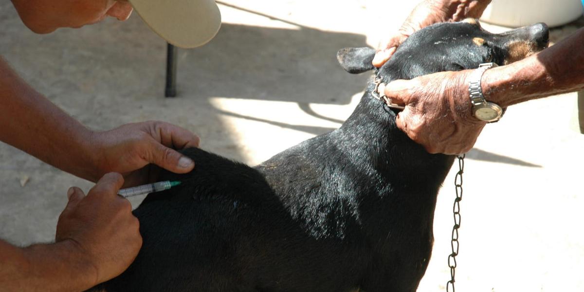 Tutores de cães e gatos, nos arredores do bairro, devem levar seus animais para vacinar (FÁBIO MARÇAL)