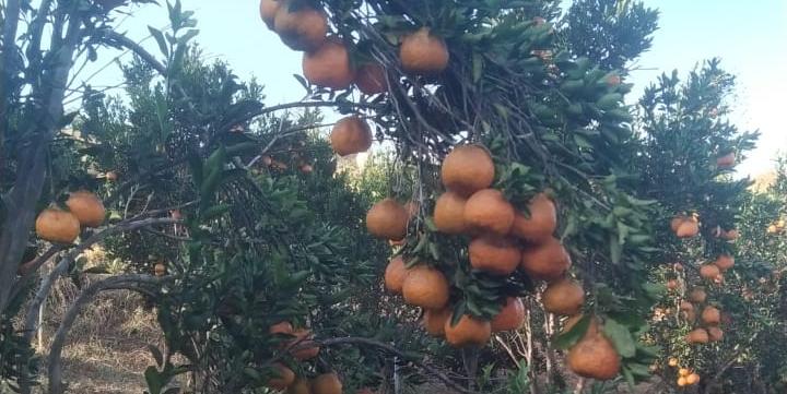 O agricultor José Flávio relata que venderá sua colheita de mexerica a um preço bem abaixo do esperado para minimizar as perdas (José Flávio)