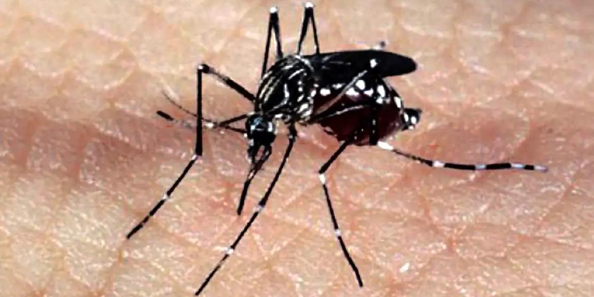 A febre amarela é transmitida pelo mosquito Aedes aegypti, o mesmo que transmite os vírus Zika, dengue e chikungunya (Arquivo/Agência Brasil)