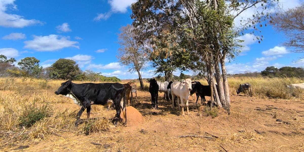 Brasil enfrenta a seca mais intensa dos últimos 70 anos, com aproximadamente 5 milhões de km² sob algum grau de estiagem (LARISSA DURÃES)