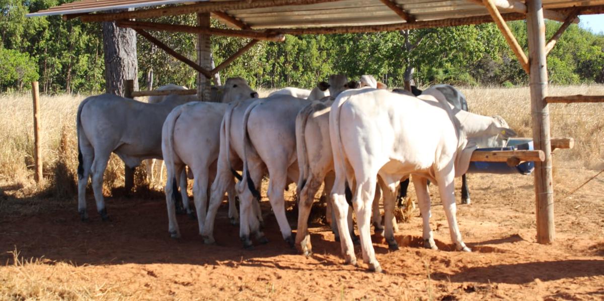 Nutrição do rebanho deve ser observada com atenção e precaução pelo produtor rural, orientam especialistas (Inez Silva)