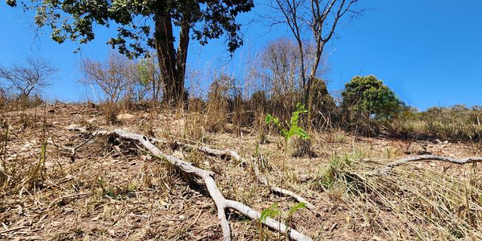 Minas Gerais lidera o financiamento agrícola do banco, com R$ 52 bilhões, de um total de R$ 330 bilhões no Brasil (Diego Vargas / Seapa)