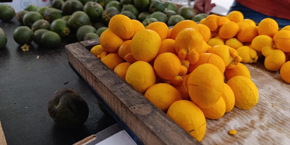 Frutos iniciais da safra vêm de Campo Azul e Japonvar, no Norte de Minas (LEONARDO QUEIROZ)