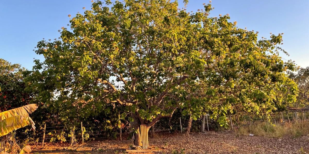 A Lei 15.089/2025, sancionada e publicada no Diário Oficial em 8 de janeiro, fortalece a proteção do Pequi e de outros frutos do Cerrado (Núcleo do Pequi e Outros Frutos do Cerrado)