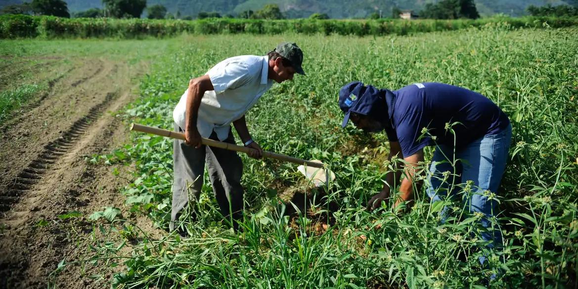 O Cadastro Nacional da Agricultura Familiar (CAF) é essencial para identificar agricultores familiares e rurais (Tomaz Silva/Agência Brasil/Arquivo)