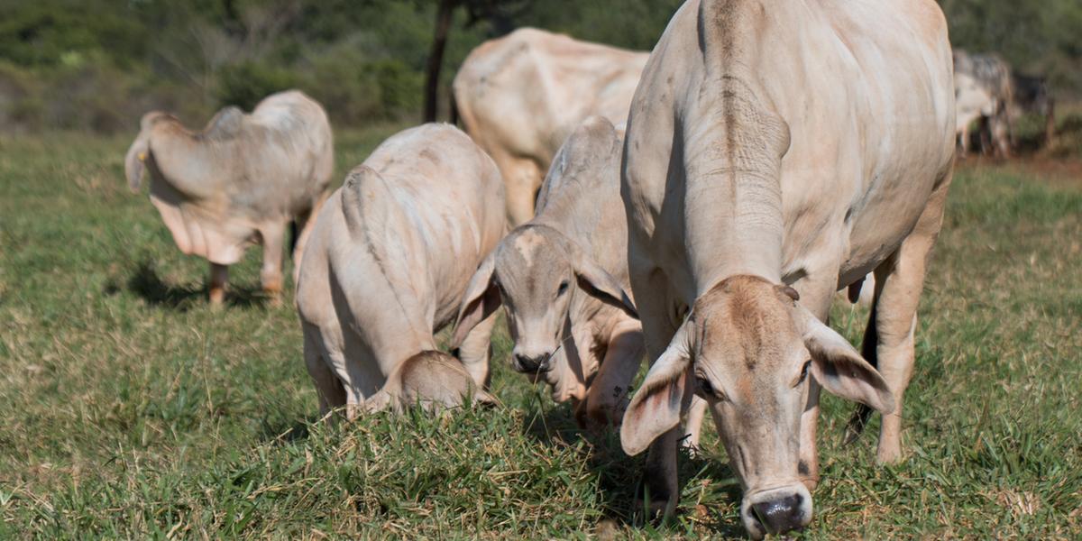 Procedimento garante sanidade animal e mantém propriedades regularizadas; atraso impede trânsito e serviços no IMA (Tony Oliveira)