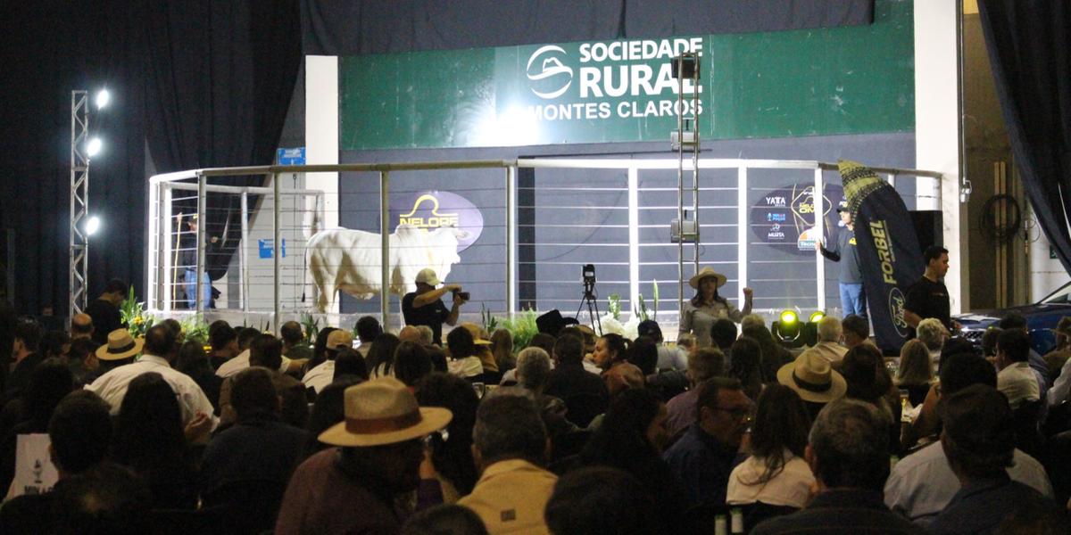 Estimativa de R$ 20 milhões em vendas com cinco mil animais nos dez dias de leilões (Leonardo Queiroz)
