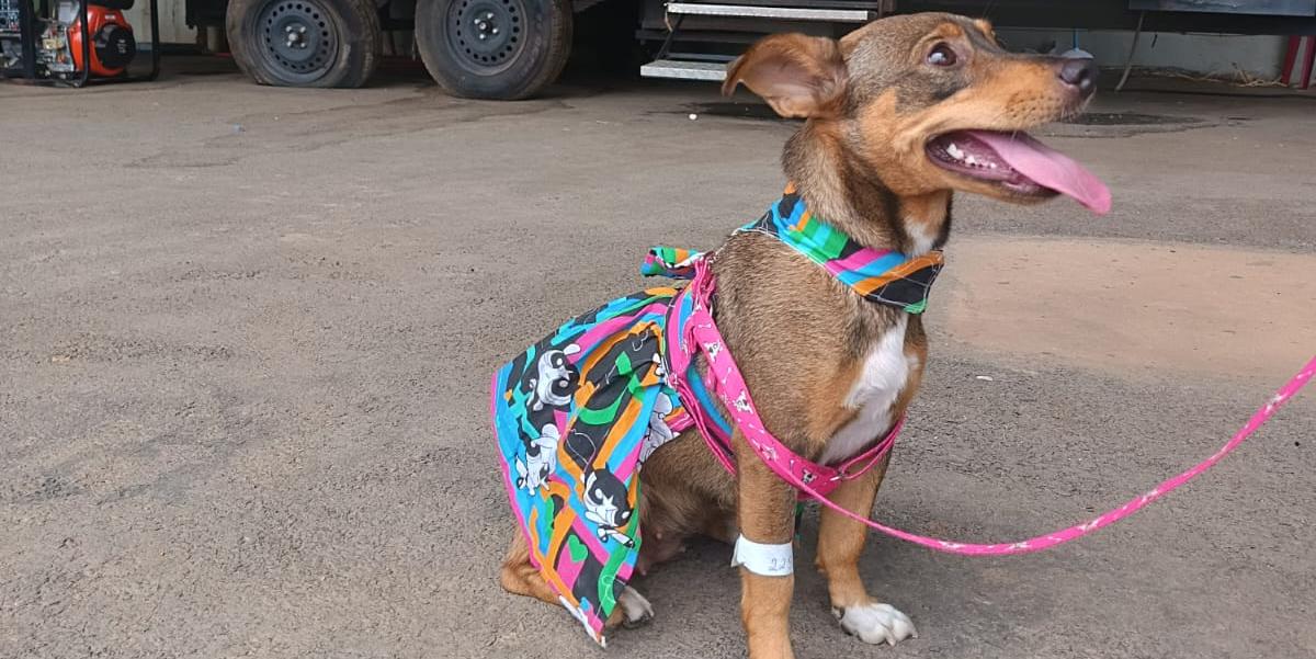 Municípios terão apoio para ampliar castração de cães e gatos no Norte de Minas (Karine Mendes/Codanorte)