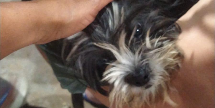 No domingo, uma moradora do bairro Delfino Magalhães encontrou uma Shih Tzu debilitada e maltratada dentro de uma sacola plástica. (Cláudia Inês)