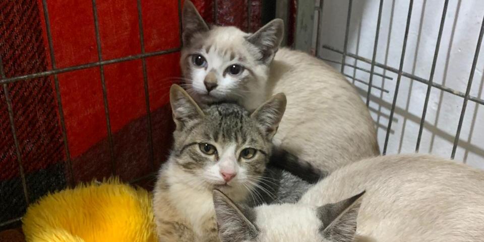 Gatos resgatados pelo SOS Felino estarão disponíveis para adoção responsável durante o evento (S.O.S Felino)