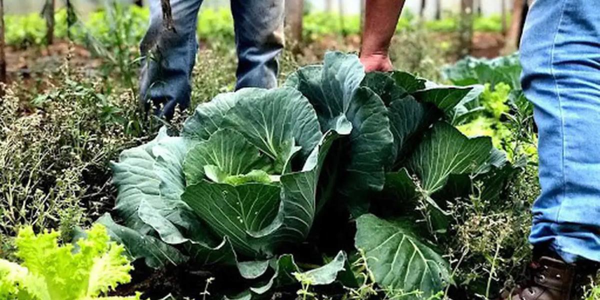 Estudos apontam um valor de R$ 17 bilhões para o mercado de bioinsumos até 2030. (Governo do Pará/Divulgação)