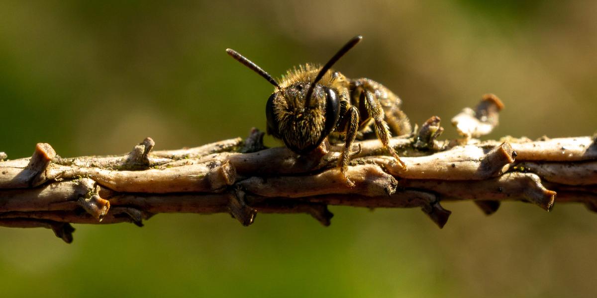 Mais de 300 espécies de abelhas sem ferrão são encontradas nas Américas do Sul e Central, Ásia, ilhas do Pacífico, Austrália, Nova Guiné e África (Freepik)