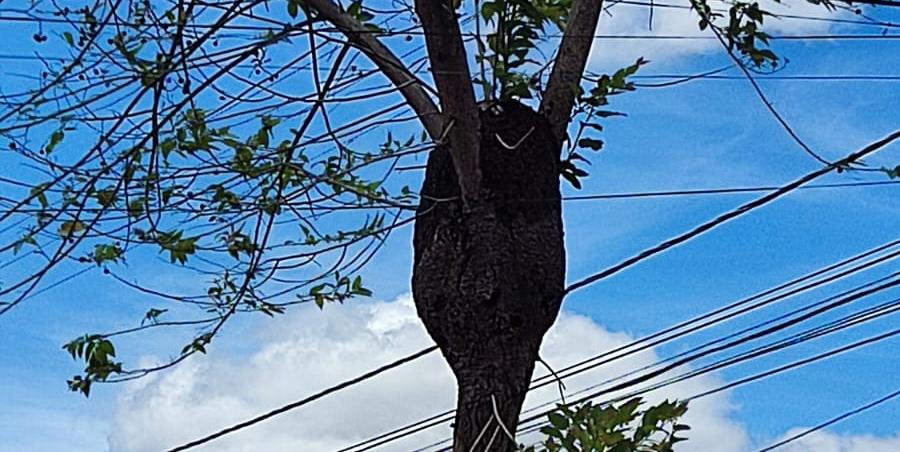 Distanciamento - Barulho e cheiros fortes podem alvoroçar as abelhas que , ameaçadas , partem para o ataque (Márcia Vieira)
