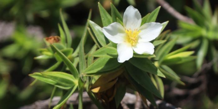 Quatro novas espécies de plantas são encontradas no Espinhaço Mineiro (IEF / Divulgação)