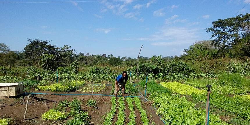 A Lei 15.236, de 2025 torna mais ágil o pagamento do benefício e reduz para 40% o percentual mínimo de perda da produção para que o agricultor receba o Garantia-Safra (Prefeitura Municipal de Araputanga)