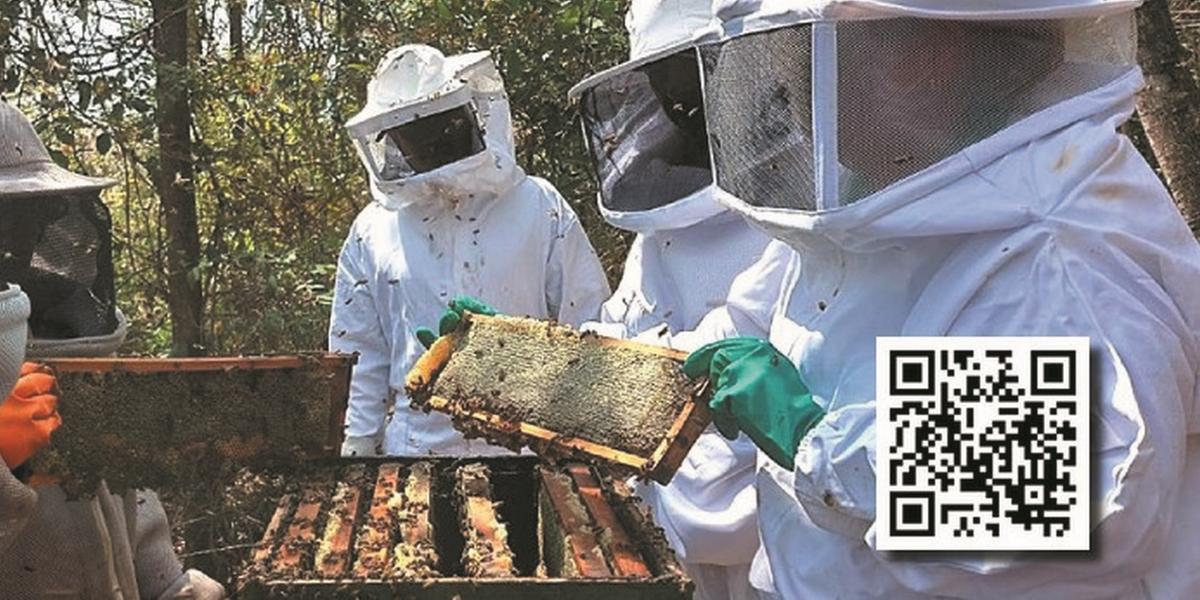 Publicação gratuita apresenta informações sobre manejo, segurança e qualidade na produção de mel e outros produtos das abelhas