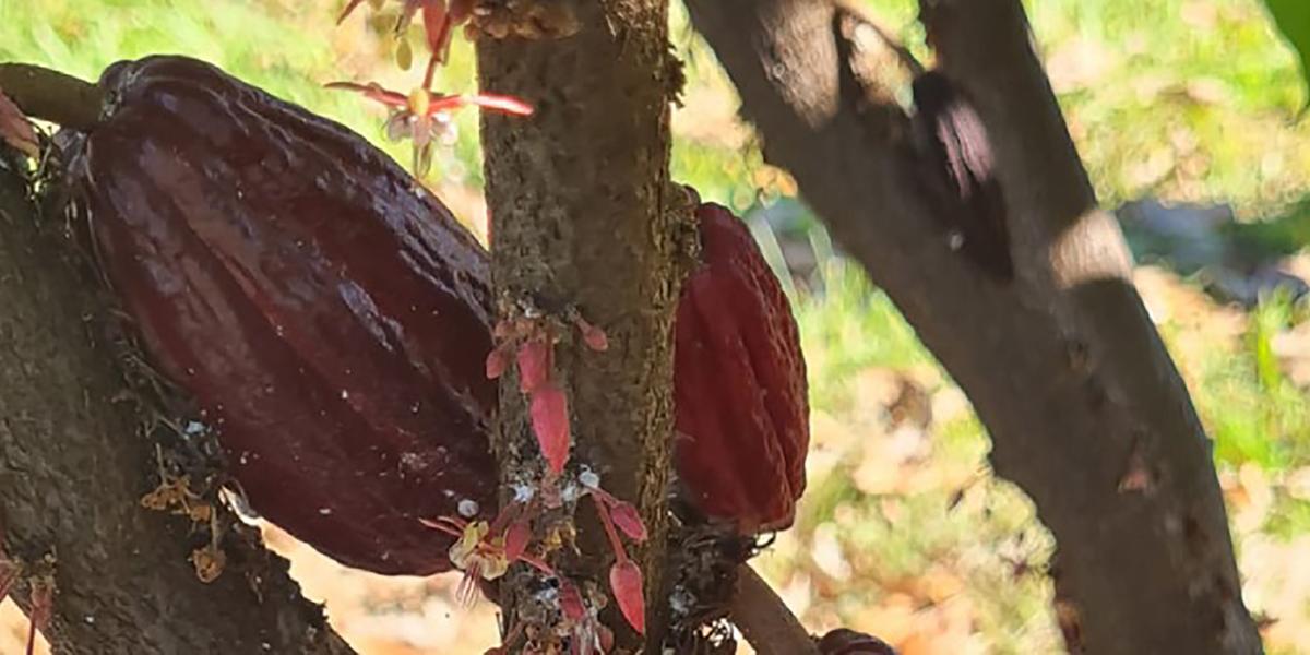 Pesquisas desenvolvidas na Unimontes, com o apoio da Fapemig, validaram o potencial da região (Agência Minas)