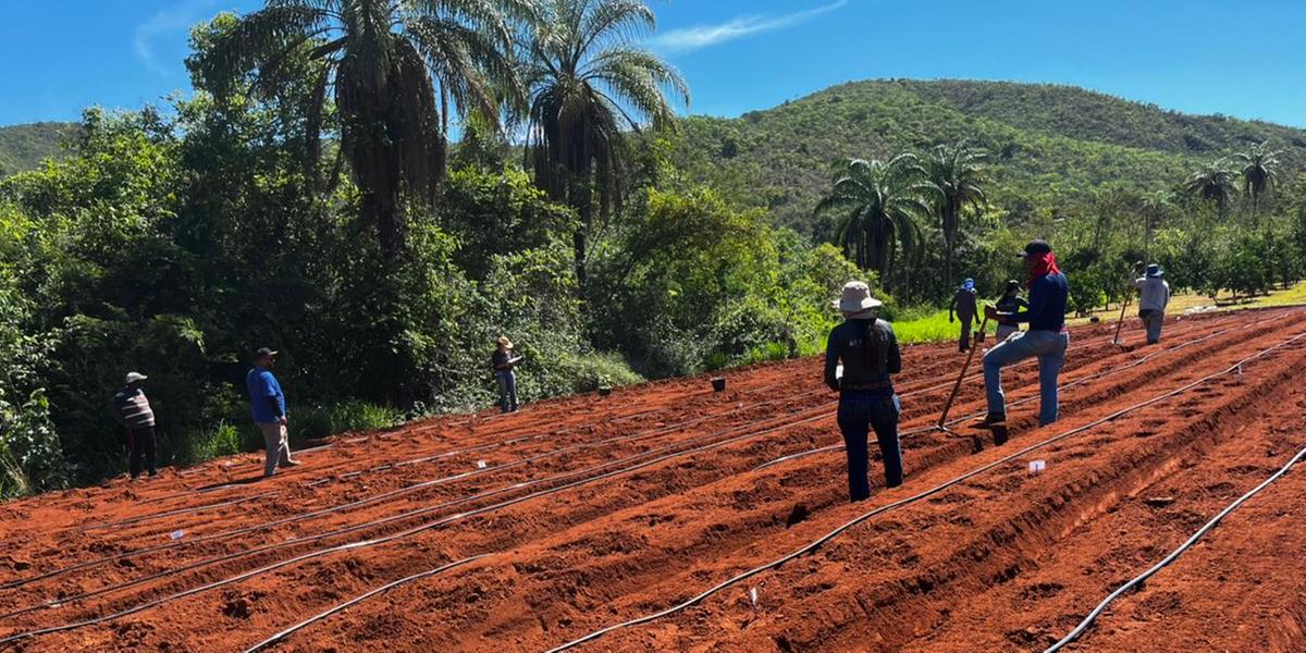 Proposta prevê novas pesquisas, instalação de unidades demonstrativas e produção de mudas de novas cultivares de café e manivas de mandioca (Jéfferson de Oliveira Costa)