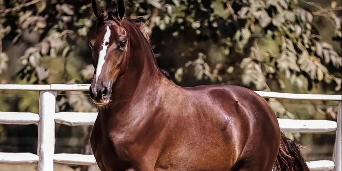 Evento no Norte de Minas reúne criadores e investidores (Thalles Camim / divulgação)