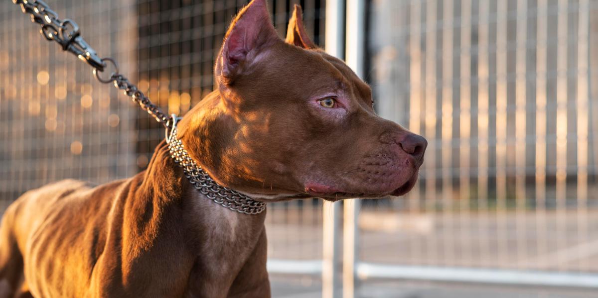 Presença de cães sem focinheira expõe frequentadores a risco em parques da cidade (Freepik)