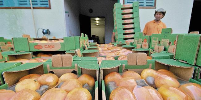 (MINISTÉRIO DA AGRICULTURA/REPRODUÇÃO)