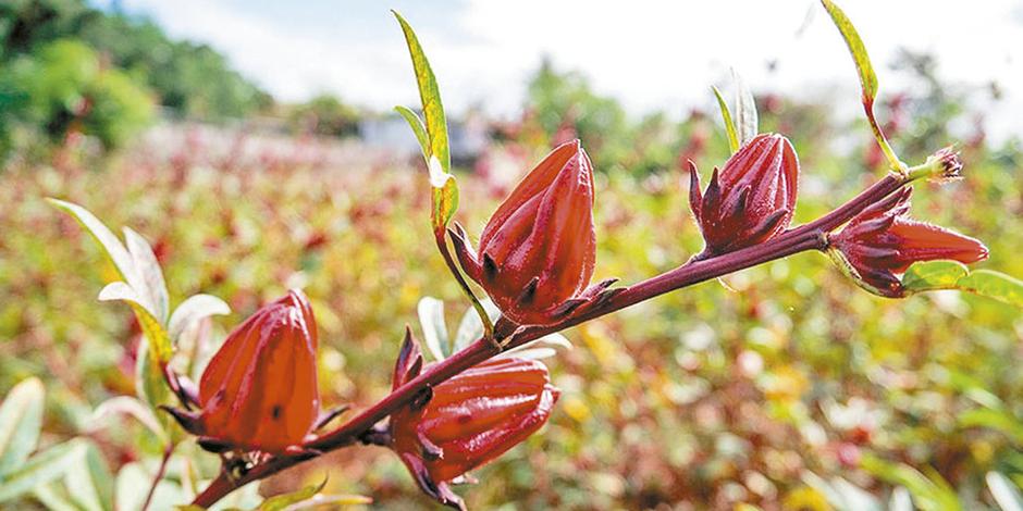  (reprodução hortas.info)