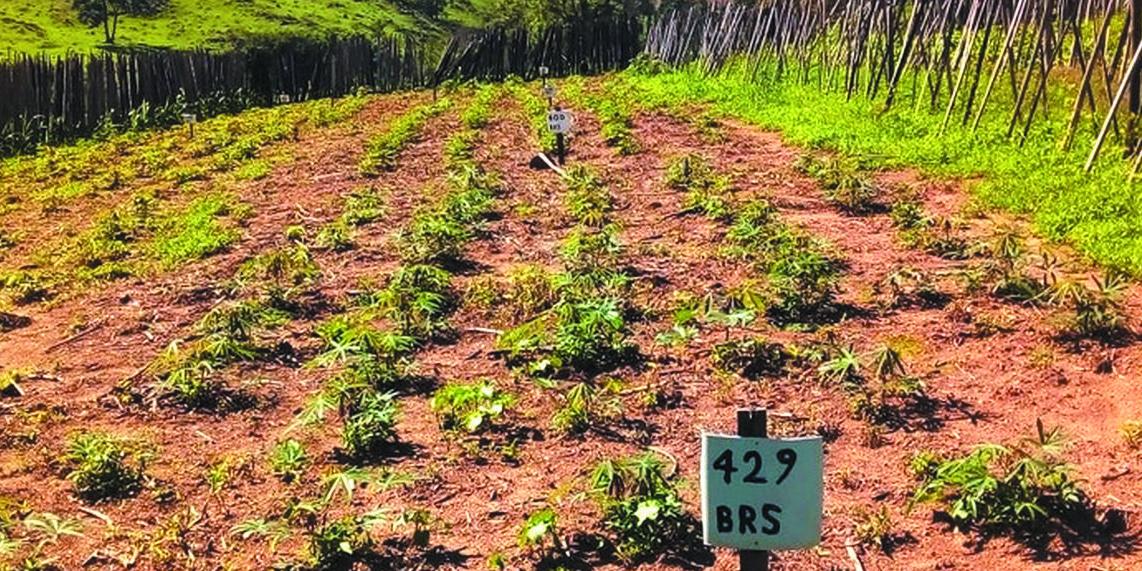 VARIEDADES – Possuem raízes de polpa amarela, ricas em betacaroteno, e de polpa rosada, ricas em licopeno: mais nutrição para atender o mercado (emater-mg/divulgação)