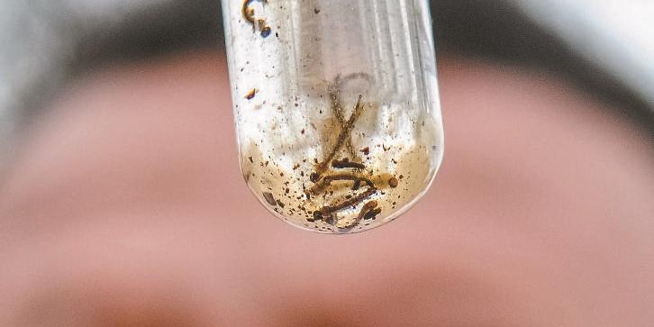 Combate aos focos do mosquito transmissor é fundamental para conter o número de novos registros da doença (Divulgação)