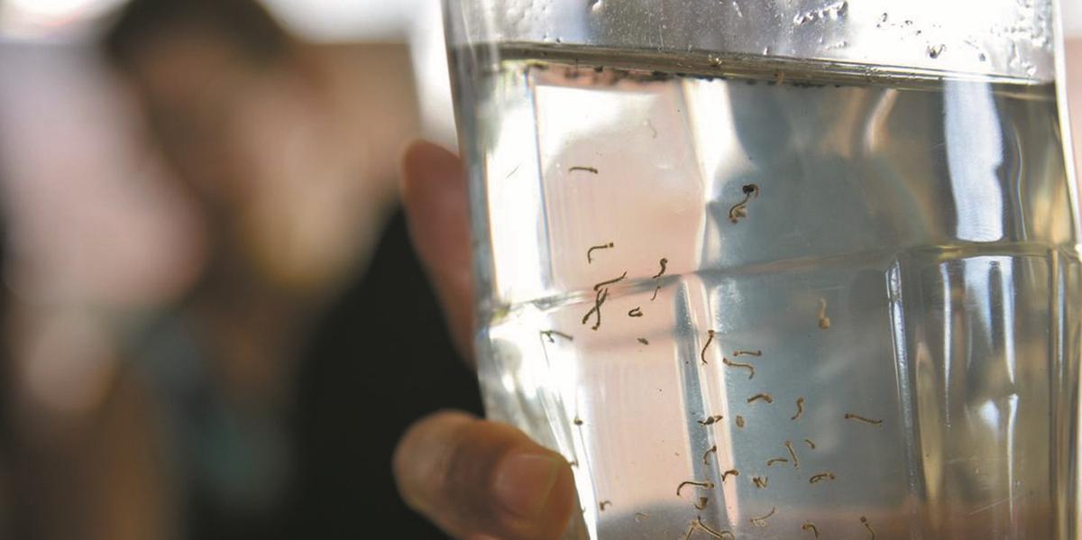 Até 15 de março, Minas registrou 10.322 casos prováveis de dengue; do total, 3. 885 foram confirmados. Houve um óbito e outros seis estão sendo investigados (FABIO RODRIGUES POZZEBOM/AGêNCIA BRASIL)