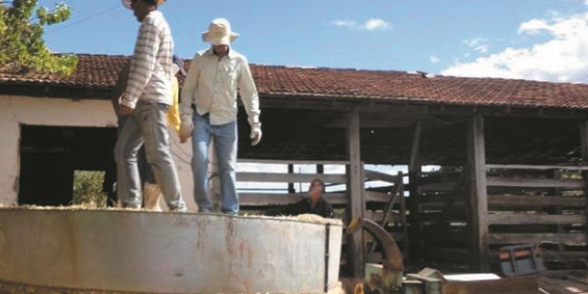 Técnica do silo de cincho é mais barata e pode ser feita com vários tipos de forragens (emater-mg/divulgação)