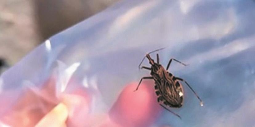 O barbeiro contaminado pelo protozoário é o transmissor da doença (srs/divulgação)