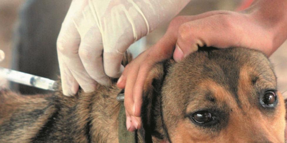 A doença é transmitida às pessoas pela saliva de animais infectados: por mordida, arranhão ou lambida (SES/Divulgação)