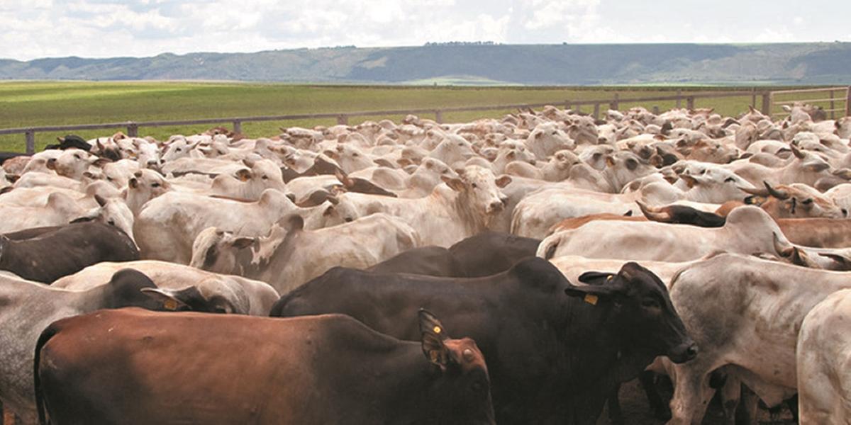 Expectativa é a de que sejam imunizados 10 milhões de animais em todo o Estado para manter o reconhecimento internacional de zona livre com vacinação (ima/divulgação)