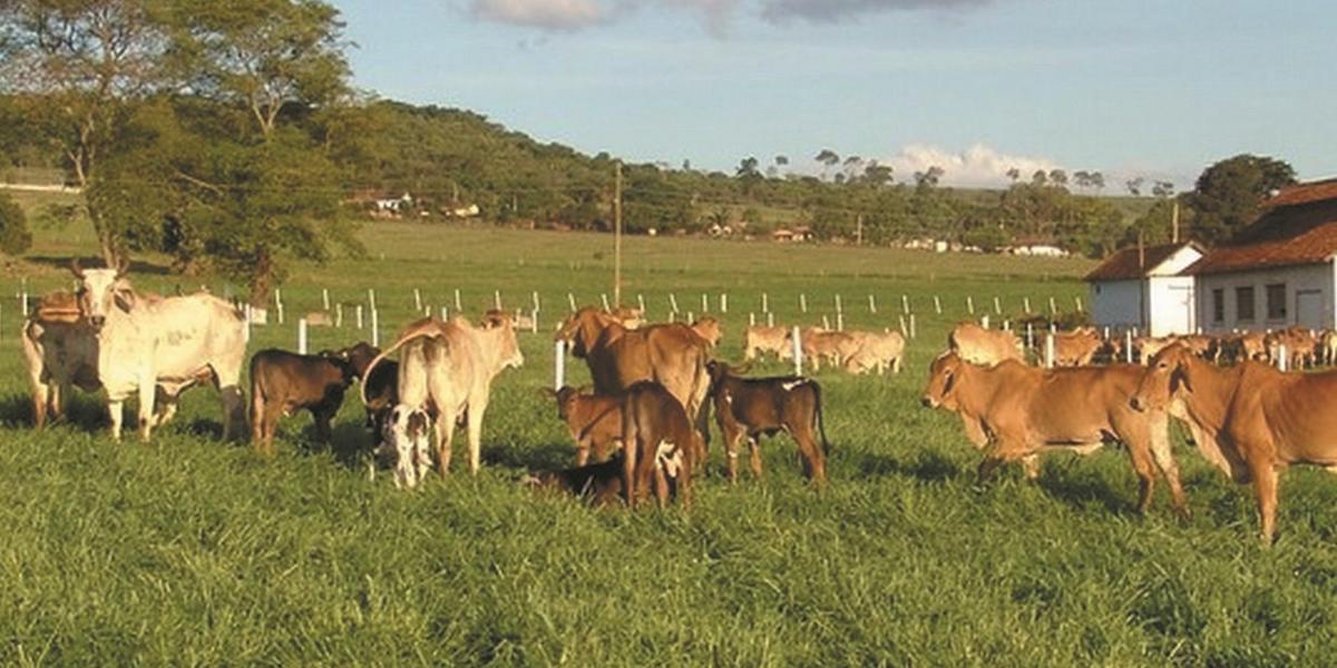 Doze gramíneas serão avaliadas com relação às características de clima e solo da região: longos períodos de estiagem e pouca chuva (Erasmo Pereira/Epamig)