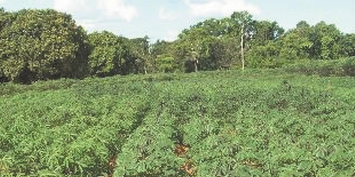 Devido à sua rusticidade, a mandioca é pouco exigente em fertilidade de solo e tolerante a períodos de seca, sendo uma alternativa para a substituição do milho e do sorgo no Norte do Estado (Emater/Divulgação)
