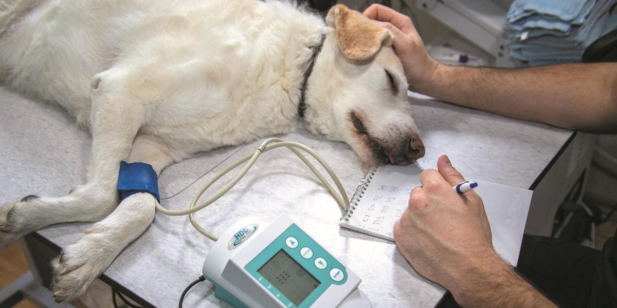 Trabalho da UFMG aponta que a infecção uterina também pode ser transmitida entre as fêmeas, o que liga alerta para tutores e canis (Mirko Sajkov/Pixabay)