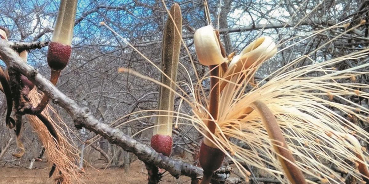 A Caatinga está presente em 11% do território brasileiro, abrangendo a região Nordeste e o Norte de Minas. Estima-se que existam pelo menos 3,2 mil espécies de plantas por lá. (Comunicação UFLA/divulgação)