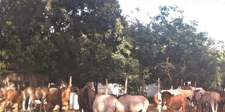 São 42 animais disponíveis, entre cavalos, éguas, potros, mulas, jumentos e burros (Fábio Marçal/Divulgação)