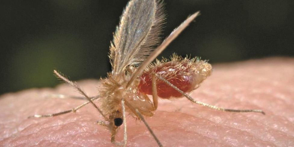 Região apresenta condições favoráveis para a proliferação do mosquito-palha, vetor da doença. (reprodução wikipédia)