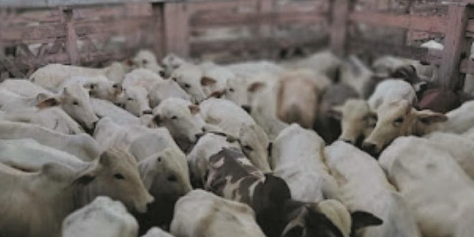 Associados interessados precisam procurar o sindicato Rural até o dia 5 e preencher requerimento (LARISSA DURÃES)