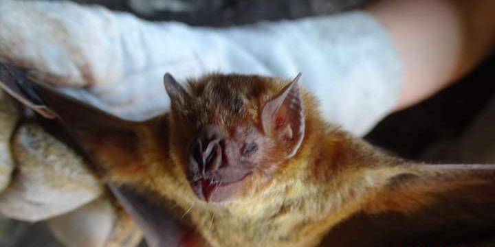 Quando um morcego é encontrado, recolhe-se gatos e cachorros para que sejam vacinados (INSTITUTO MINEIRO DE AGROPECUÁRIA (IMA))