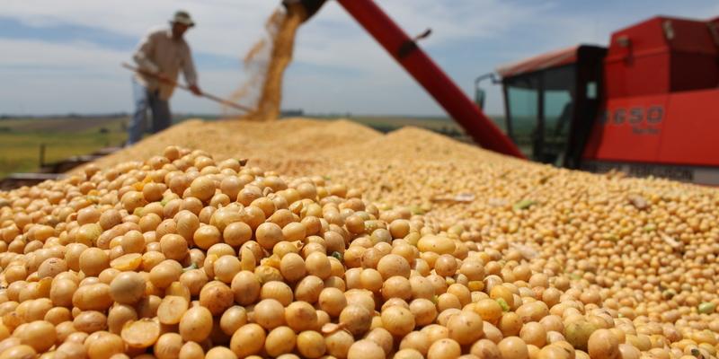 Soja: produção deve bater 7,6milhões de toneladas (Seapa / Divulgação)