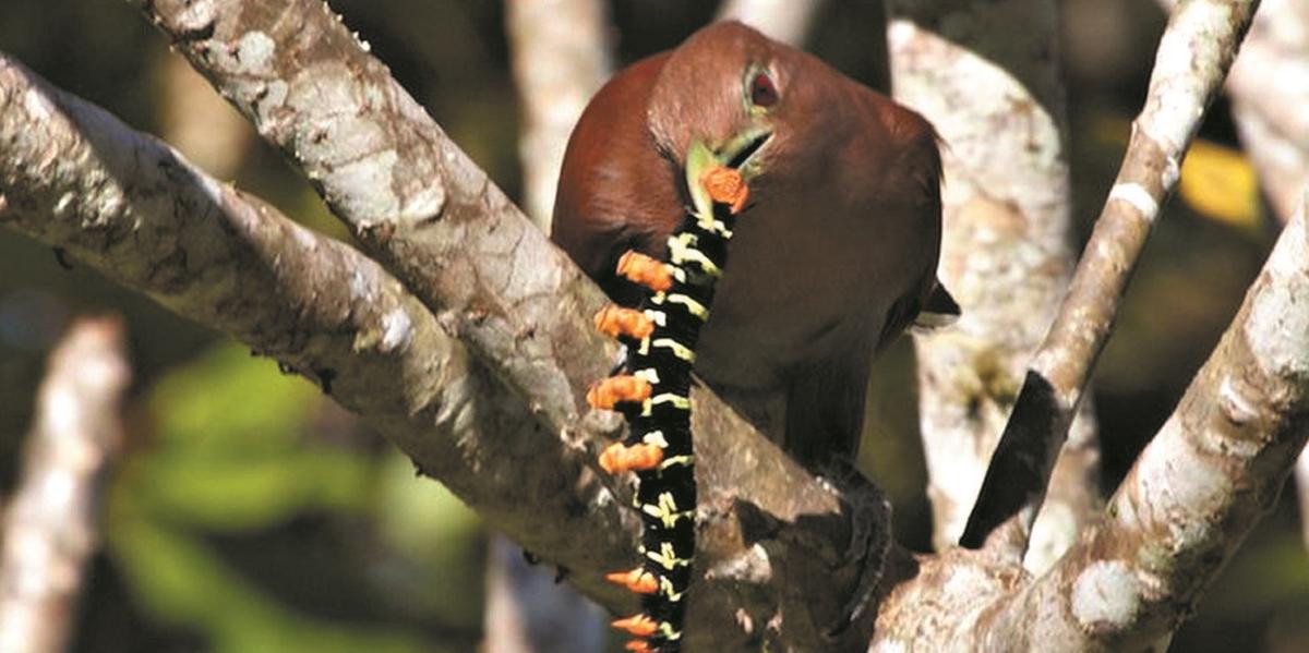 Ameta principal do trabalho, segundo o professorLessando Gontijo, é avaliar se adiversidade de aves pode serútil para controlar as
pragas,principalmente besouros e lagartas. (JOHN NORTON / CREATIVE COMMONSATTRIBUTION 2.0 GENERIC)