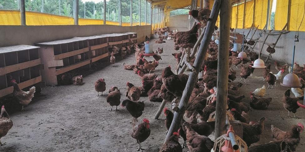 No sistema caipira, as galinhas são criadas soltas e a alimentação tem gramíneas, além da ração (EMATER-MG/DIVULGAÇÃO)