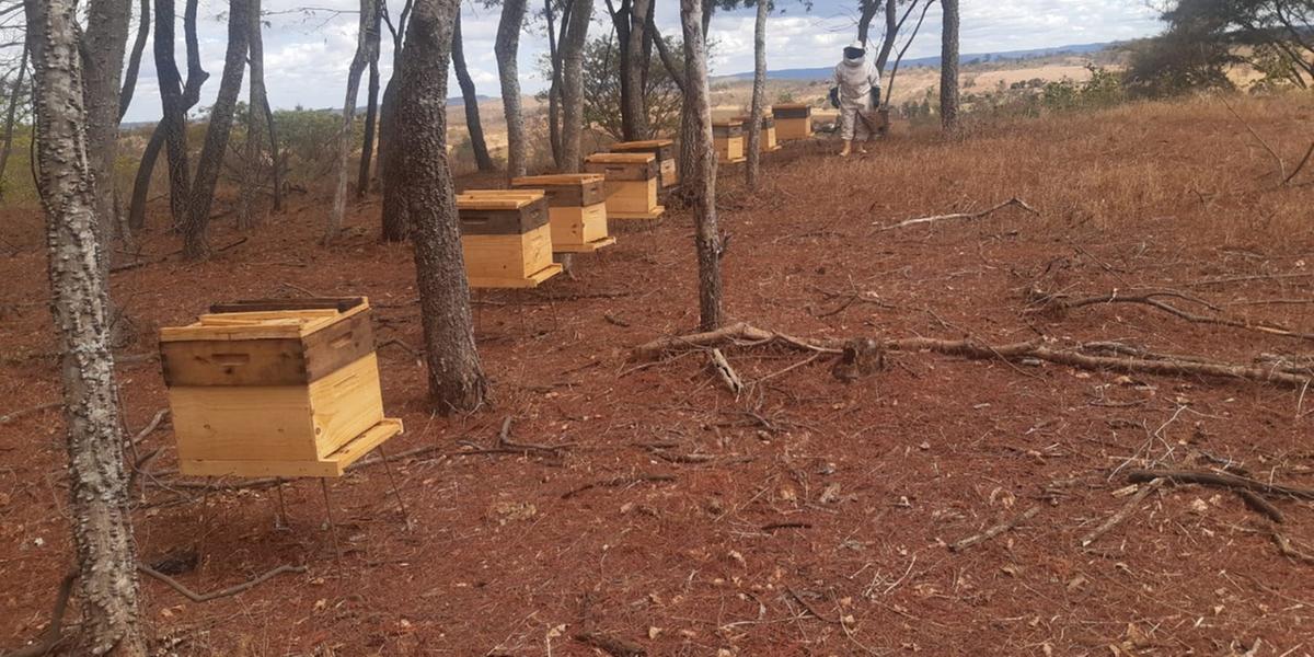 Com o entusiasmo das novas técnicas, o apicultor Mizael Jesus Cardoso já ampliou a área do apiário (DIVULGAÇÃO / ATEG)