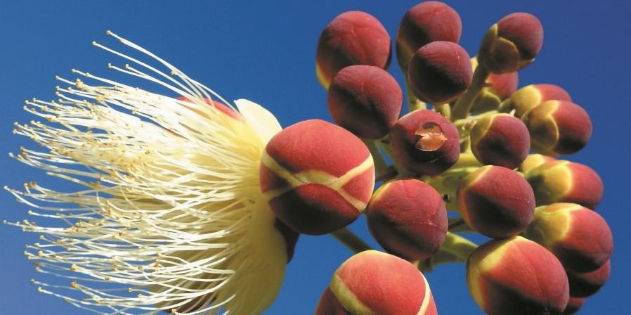 No Norte de Minas, a floração do pequi ocorre de setembro a dezembro. (MANOEL FREITAS)