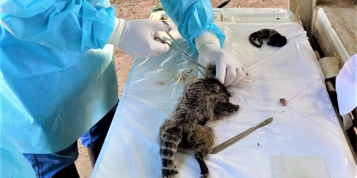 O controle da febre amarela é uma das ações de vigilância em saúde executadas pela SES-MG junto com os municípios (SRS/Montes Claros)