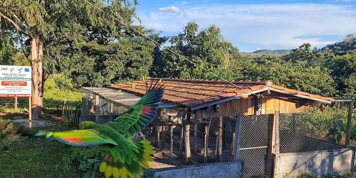 Papagaios-verdadeiros de volta à natureza: resgatados, animais podem voar tranquilamente pela região e alegrar a natureza com suas cores (Lucas Alves)