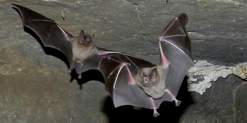 Brasil tem 181 espécies de morcego e apenas três que se alimenta de sangue (Eduardo Gomes)